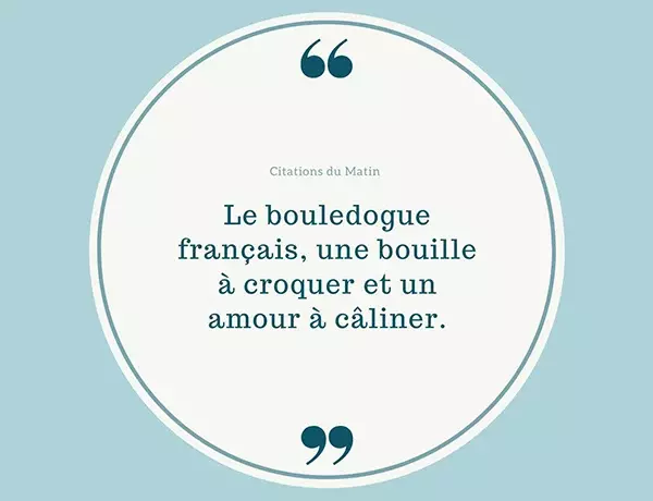 Citation bouledogue français
